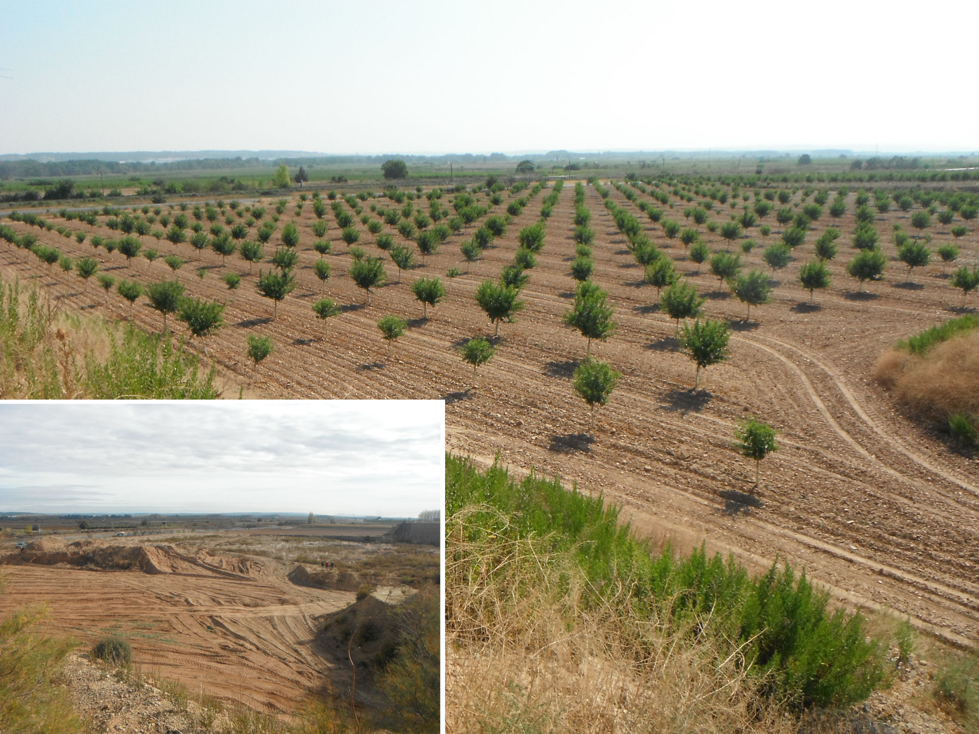 Restauración Ecológica